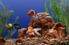 觀(guān)賞魚(yú)鯰魚(yú)在習性上有什么特點(diǎn)和種類(lèi)