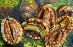 鮑魚(yú)的營(yíng)養價(jià)值有哪些，適宜哪些人群食用