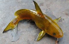 黃顙魚(yú)的種類(lèi)（品種）有哪些？