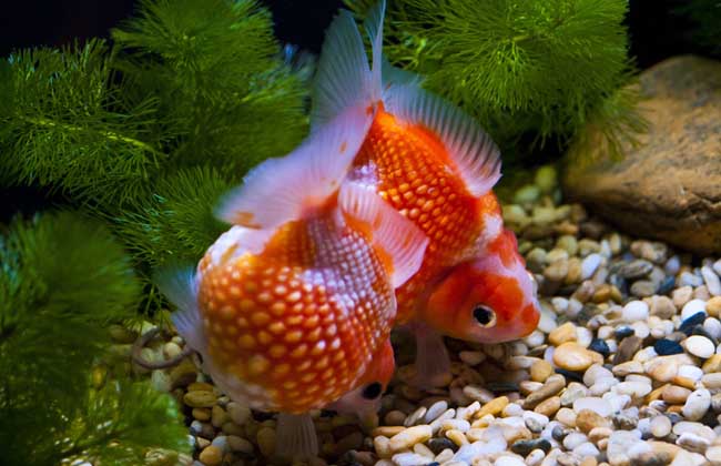 金魚(yú)養殖