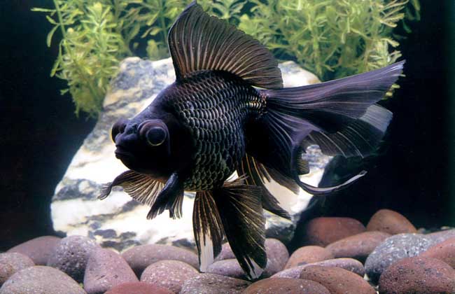 金魚(yú)飼養方法