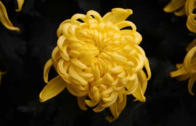 菊花養殖方法