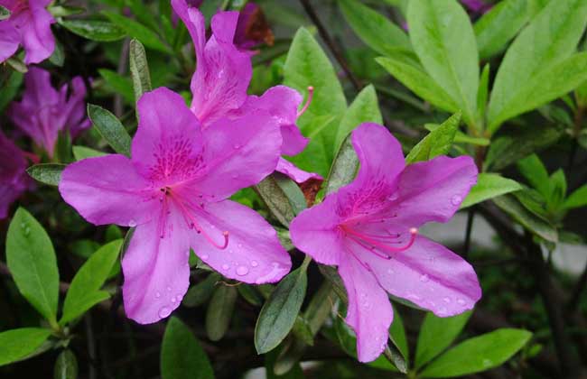 杜鵑花的養殖方法