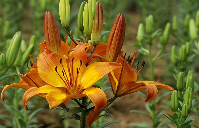 百合花怎么養