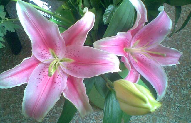 百合花養殖方法