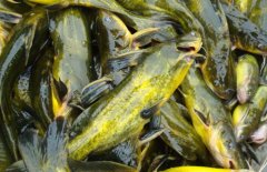 黃顙魚(yú)的營(yíng)養價(jià)值、醫療功效與適宜人群簡(jiǎn)介