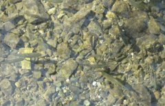 青魚(yú)魚(yú)種培育方法、親魚(yú)培育池設計與繁殖技術(shù)