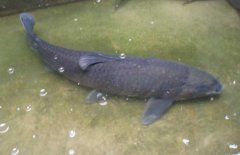 青魚(yú)吃什么食物？青魚(yú)的飼料建議配方