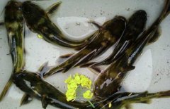 黃顙魚(yú)機械損傷及各類(lèi)疾病防治技術(shù)要點(diǎn)