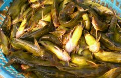 黃顙魚(yú)吃什么食物 黃顙魚(yú)的生活習性和養殖飼料