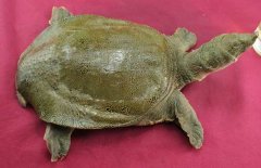 吃甲魚(yú)過(guò)敏怎么辦，其過(guò)敏的原因是什么？