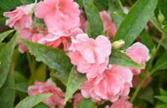 鳳仙花能治療灰指甲嗎？