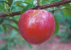 植物生長(cháng)激素有哪些？