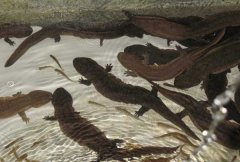 娃娃魚(yú)腐皮病的癥狀及其治療方法 如何預防？