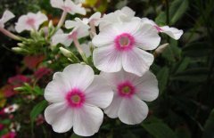 鳳仙花的花語(yǔ)是什么？