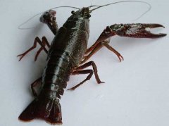 小龍蝦與非肉食性魚(yú)類(lèi)混養技術(shù)
