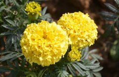 萬(wàn)壽菊的生長(cháng)習性