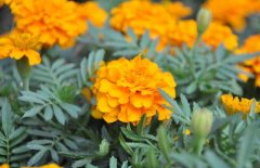 萬(wàn)壽菊的養殖方法－萬(wàn)壽菊圖片