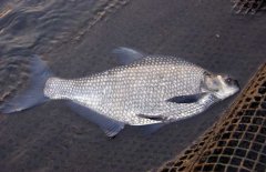 鳊魚(yú)吃什么食物？鳊魚(yú)的飼料如何搭配合適