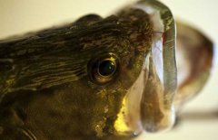 鱖魚(yú)品種有哪幾種、各有什么特點(diǎn)？