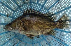 鱖魚(yú)和桂魚(yú)的區別是什么，鱖魚(yú)的別稱(chēng)有哪些