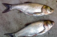 鰱魚(yú)和鯰魚(yú)的區別
