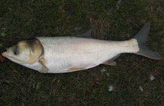 鰱魚(yú)疾病防治技術(shù)：爛鰓病、四極蟲(chóng)病、豎鱗病