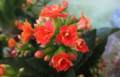 長(cháng)壽花的修剪方法