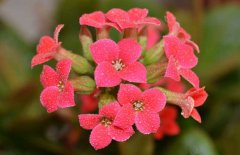 長(cháng)壽花的品種圖片