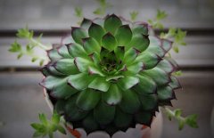 景天科觀(guān)音蓮有毒嗎？