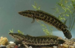 黑魚(yú)吃什么食物，對生長(cháng)環(huán)境要求有哪些？