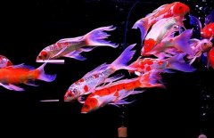 龍鳳錦鯉養殖實(shí)用技法