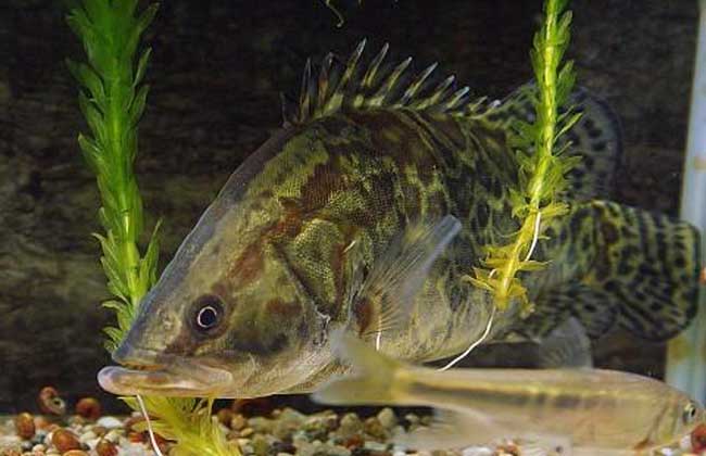 魚(yú)苗養殖