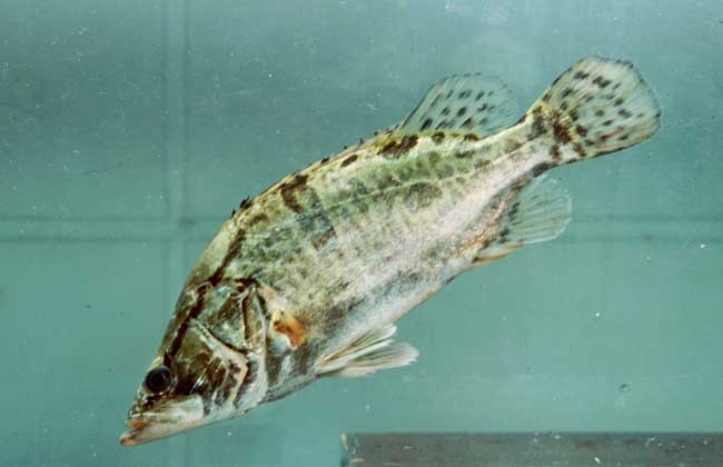 鱖魚(yú)養殖