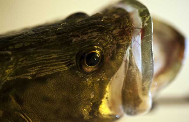 鱖魚(yú)的品種知識