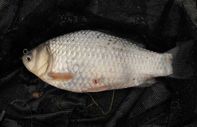 鯽魚(yú)飼養方法