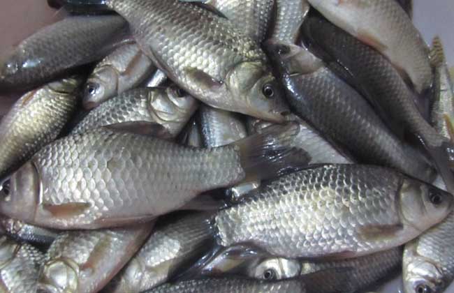 鯽魚(yú)的生活習性