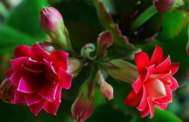 長(cháng)壽花種植方法