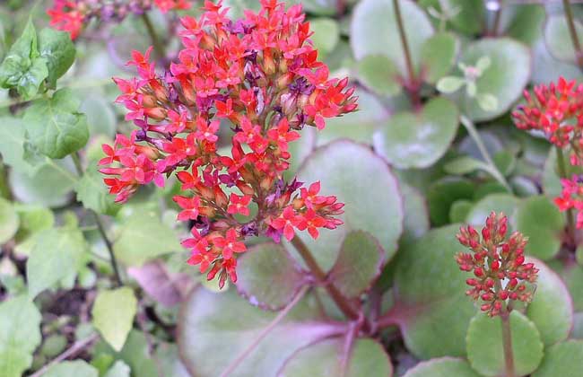長(cháng)壽花掉葉子怎么辦