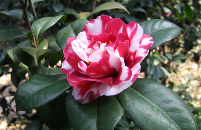 茶花養殖方法