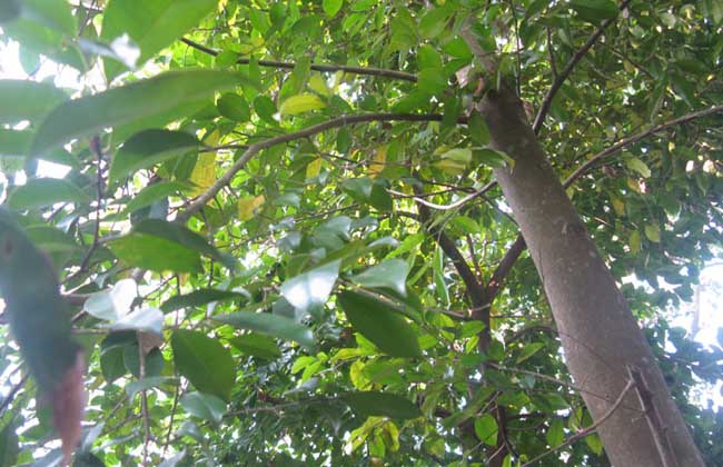 沉香怎么養