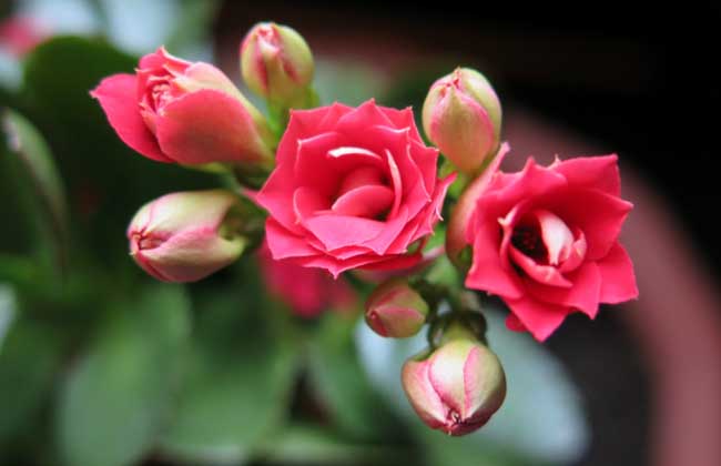 長(cháng)壽花怎么養