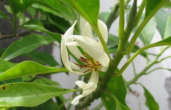 白蘭花養殖方法