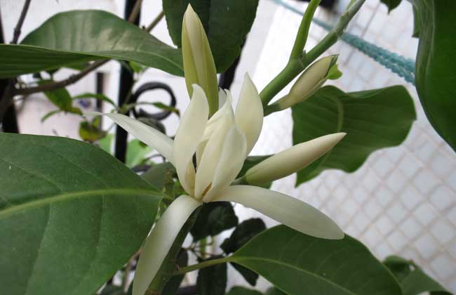 白蘭花怎么養