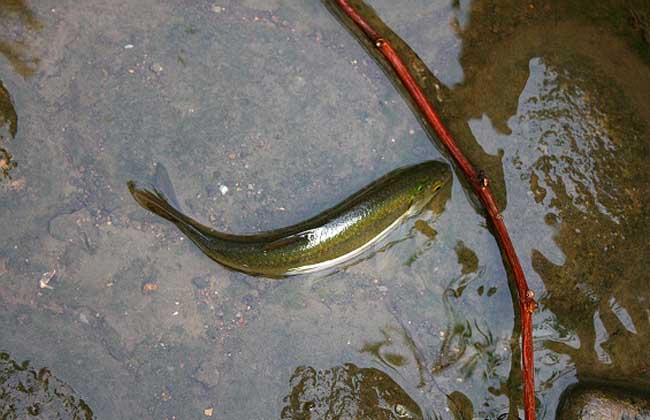 青魚(yú)飼養方法