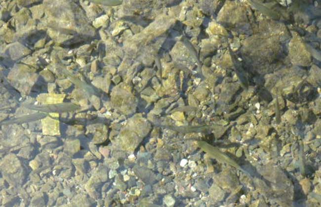 青魚(yú)養殖技術(shù)