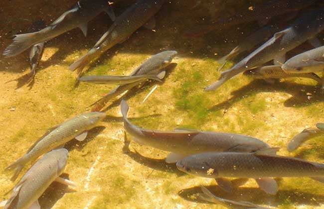 青魚(yú)養殖方法