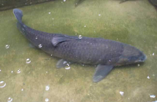 青魚(yú)養殖方法