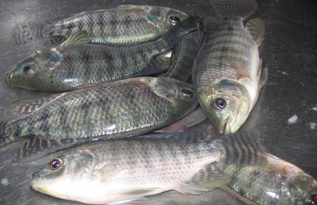 羅非魚(yú)飼養方法
