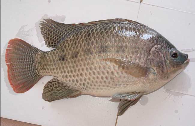 羅非魚(yú)飼養管理技術(shù)
